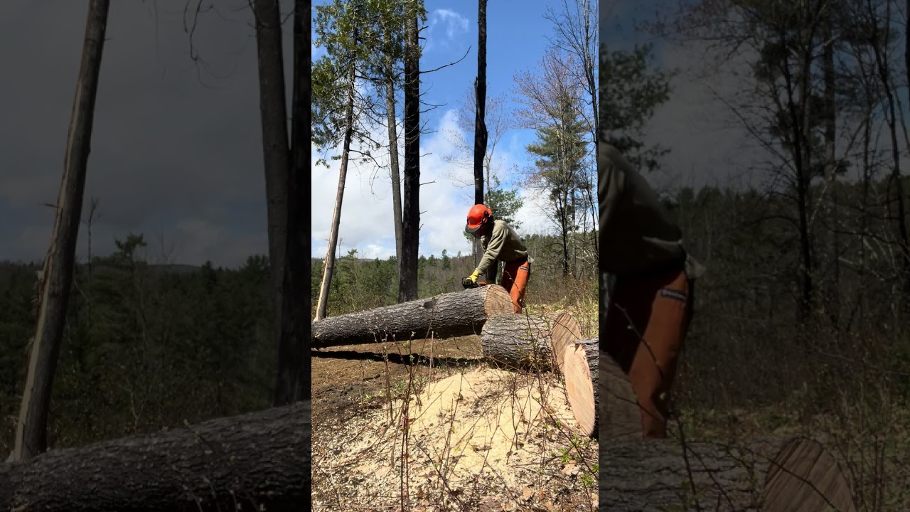 Stihl MS 291 IN ACTION ! ! Curious about it ?
