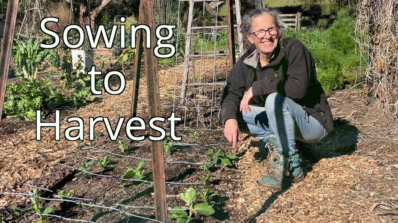 Growing Broad Beans - from Sowing to Harvest