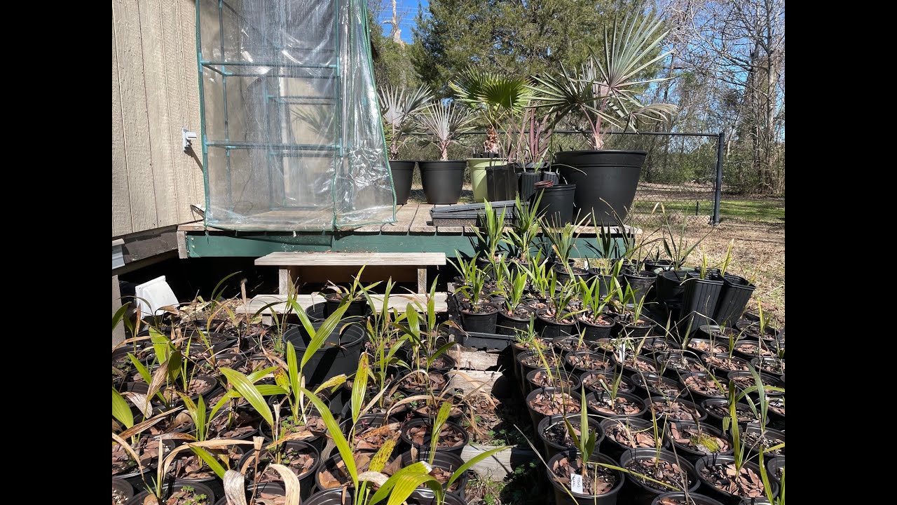 Mid/Late Winter 2024 Palm Update | When Pushing Boundaries Goes Wrong