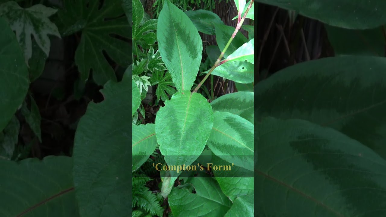 10 Exotic Looking Persicaria Species in our Garden #Shorts
