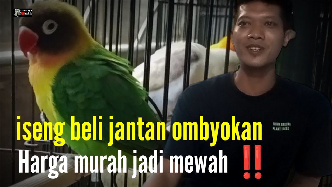 ISENG BELI LOVEBIRD JANTAN OMBYOKAN JADI MEWAH‼️