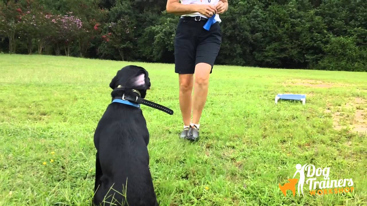 Whistle Sits and Delivering to Heel Position: Dog Training Lesson with Connie Cleveland