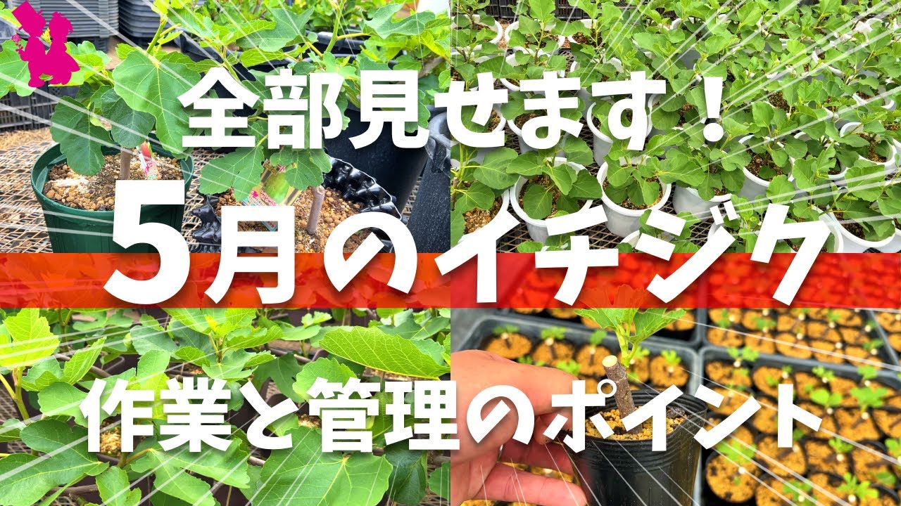 【育ち盛り】5月の鉢植えイチジクを見ながら管理のポイントを話します