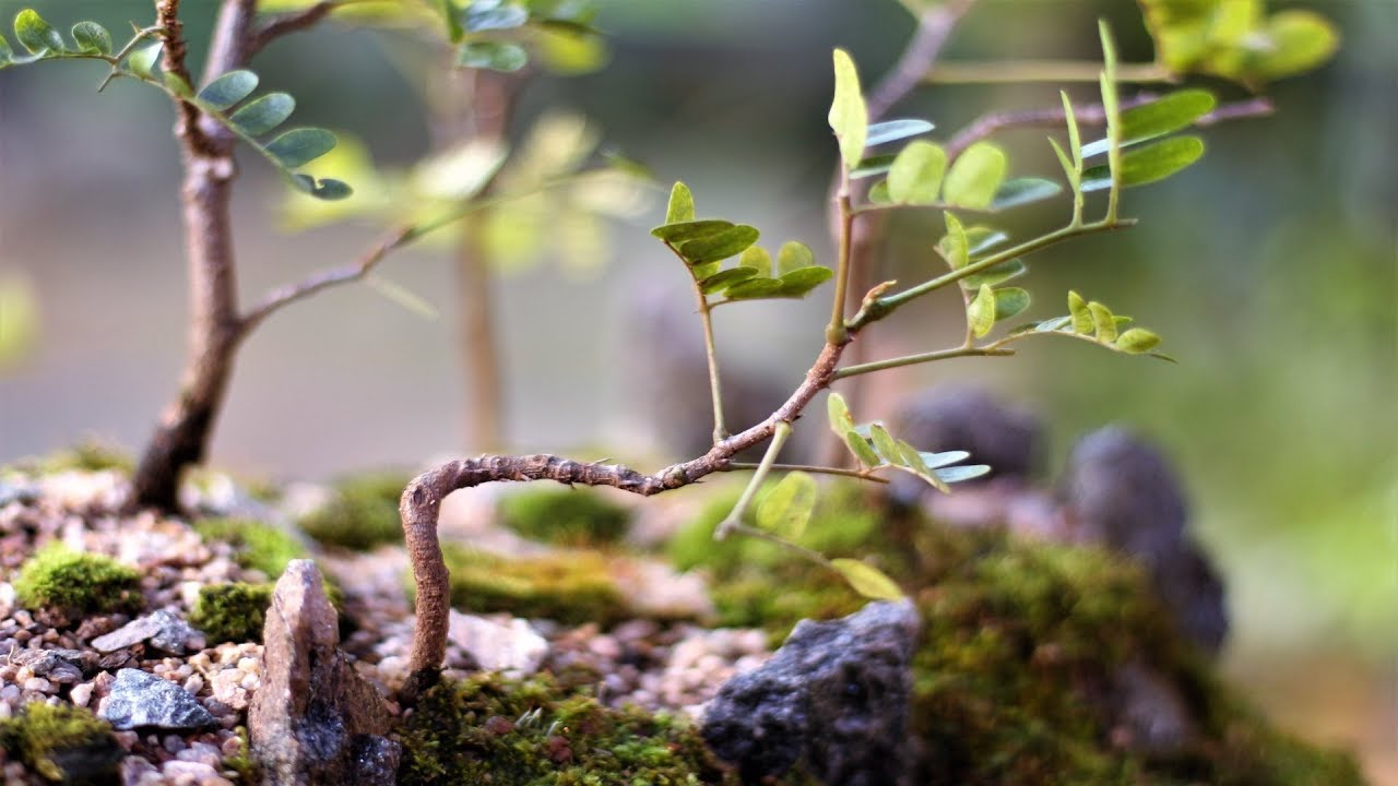 Bosque de Pau Brasil (Penjing) v&iacute;deo 1