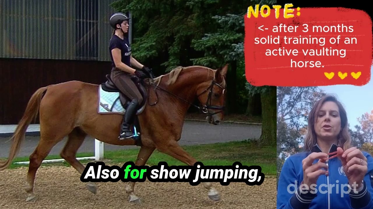 Understanding Horse Connection | Elastic Contact in Dressage and Show Jumping