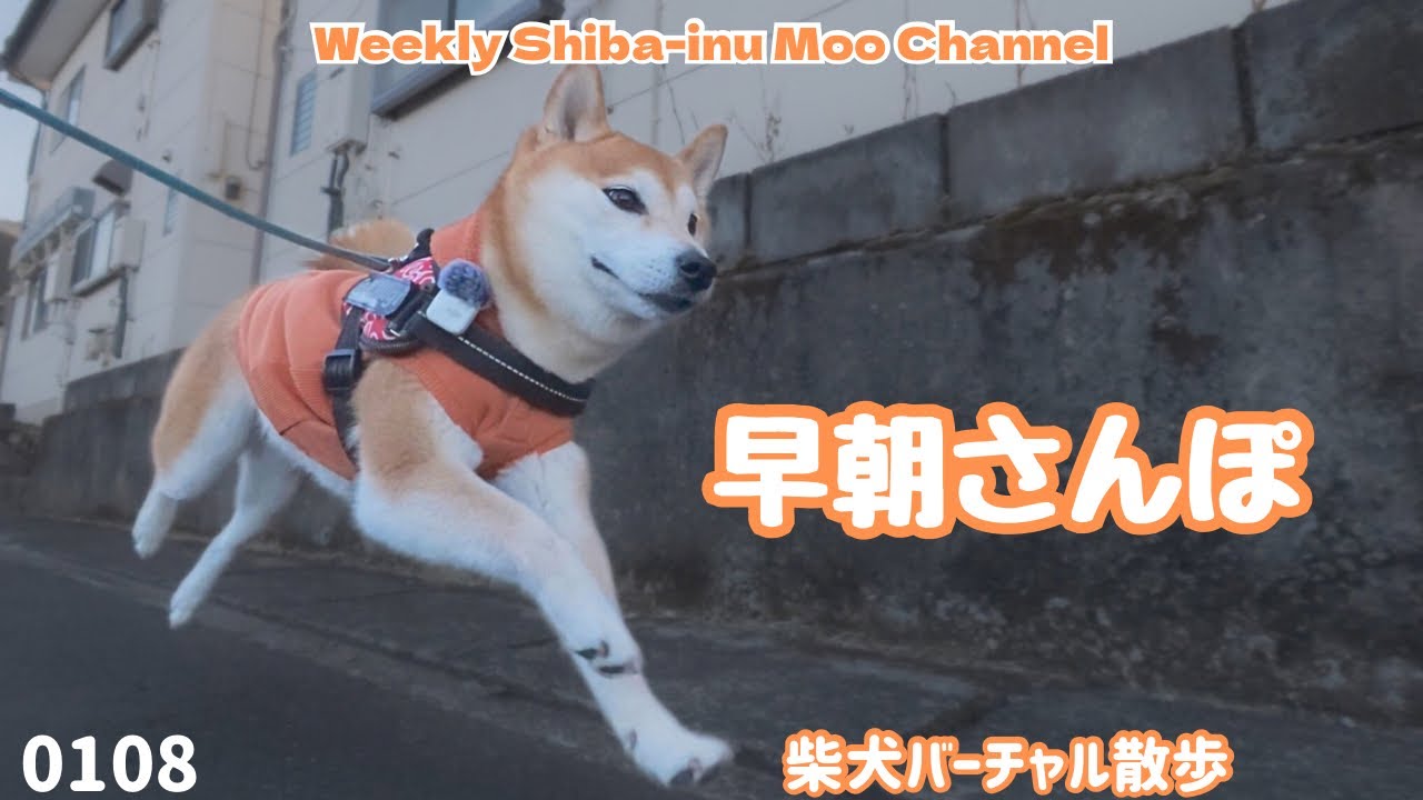 【柴犬】日の出とともにさんぽに駆り出す柴犬 #248
