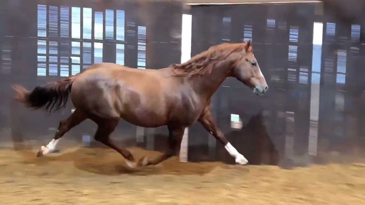 Pepto Pepto Pepto - 2010 stallion by Peptoboonsmal