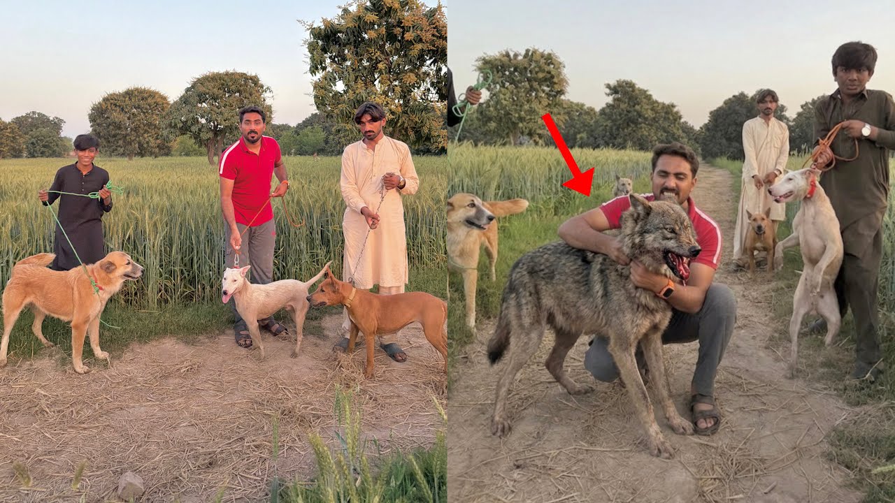 Jungali Wolf 🐺 Pakad Liya 😱