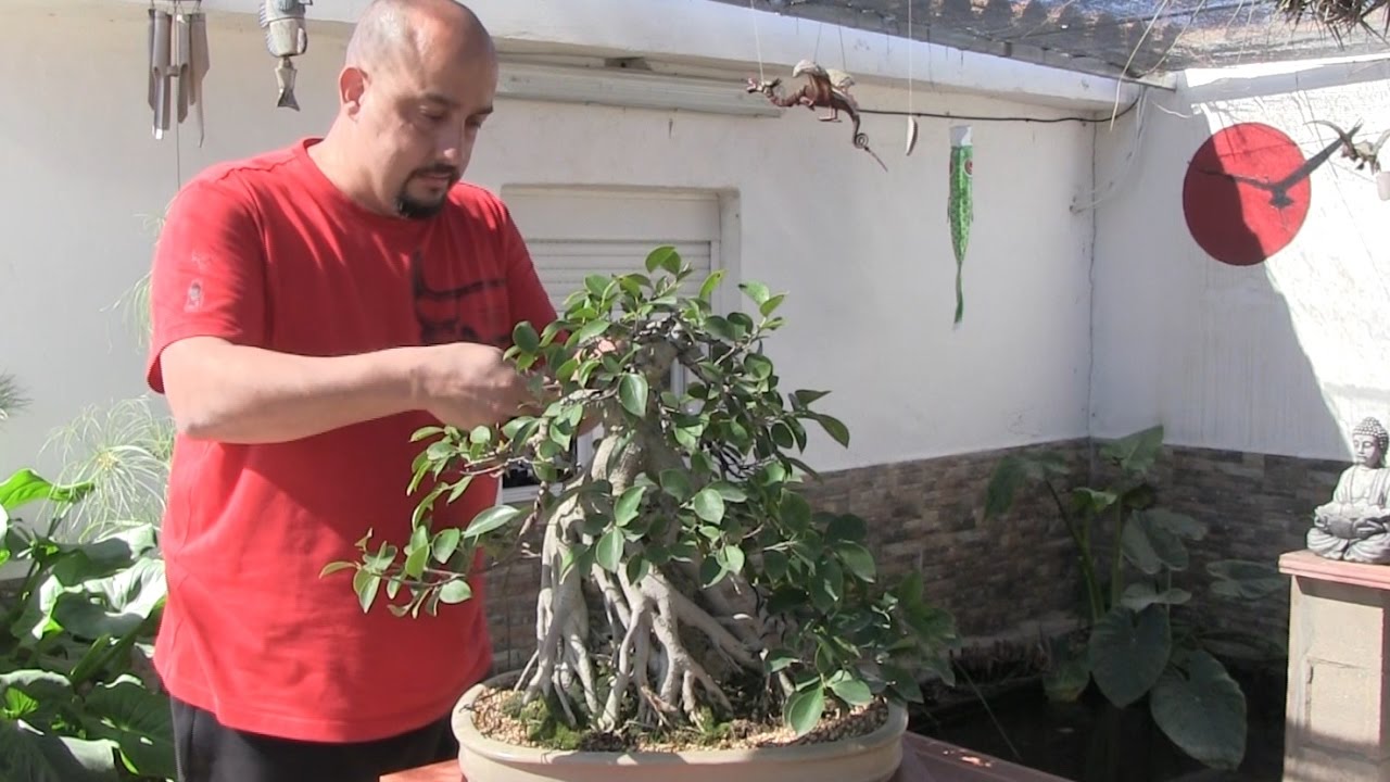 Injertar o no injertar... esa es la cuestión - Bonsai sobre roca - El samurai