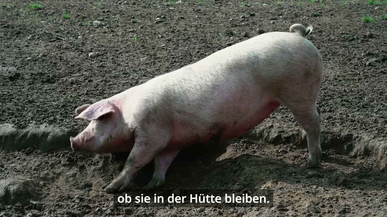 Bauernhof Reichelt im CAP Markt Seidelstraße in Rostock