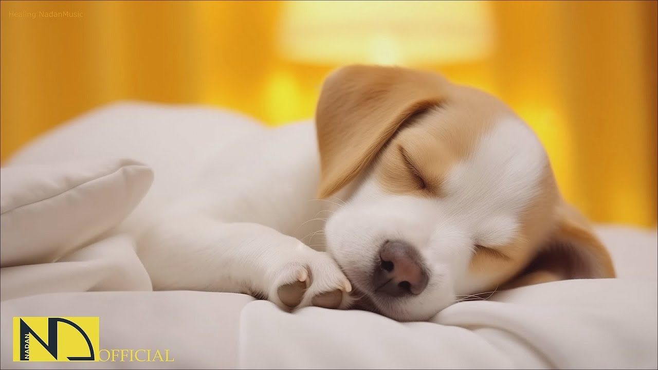 20 HOURS of Deep Sleep Dog Calming Music🐶🎵Anti Separation Anxiety Relief🐶🎵Dog Music 💖🎵 NadanMusic
