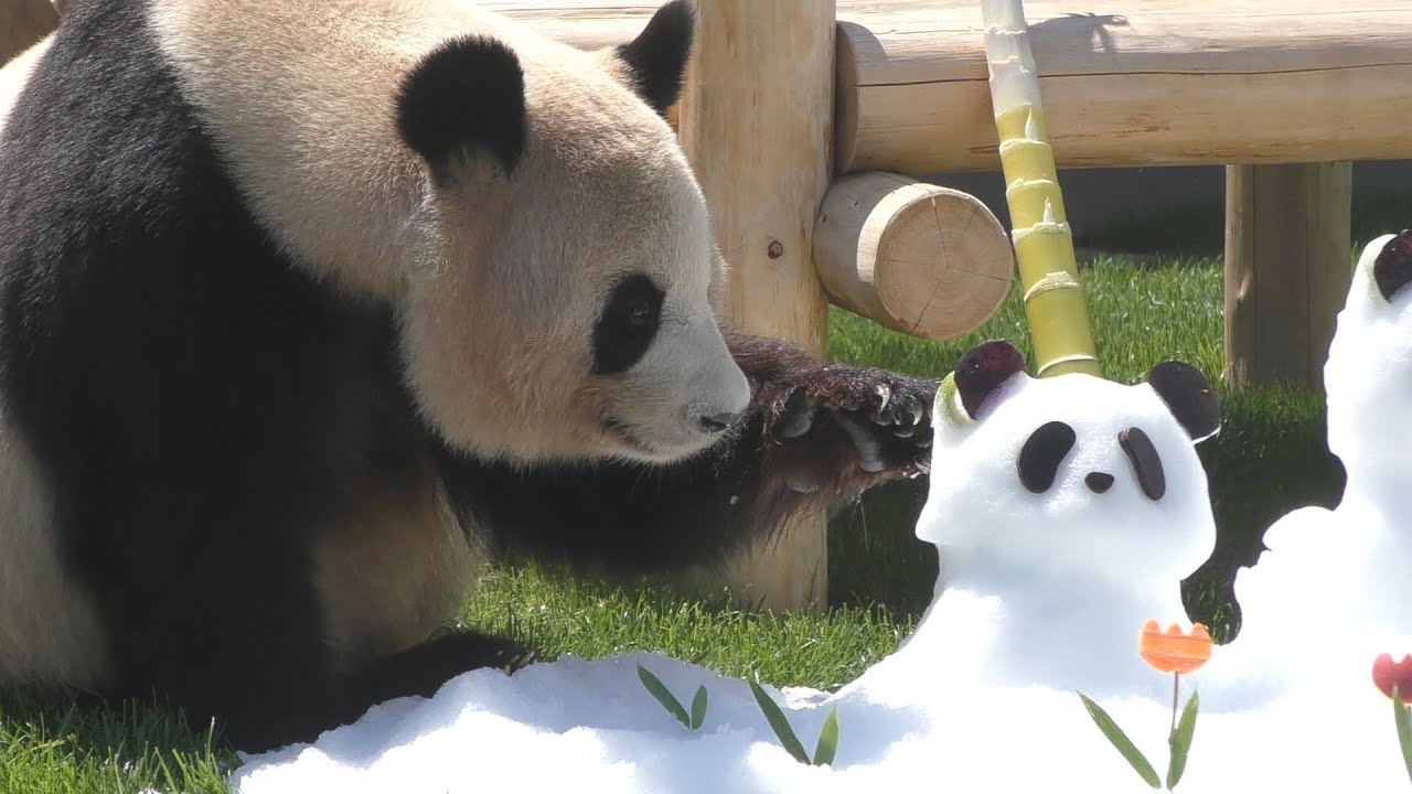 【良浜いつもありがとう✨】🐼母の日2019💐💕おやつ＆たけのこ🎶【with彩浜🌈】Giant Panda -Rauhin&Saihin-☆Mother's Day