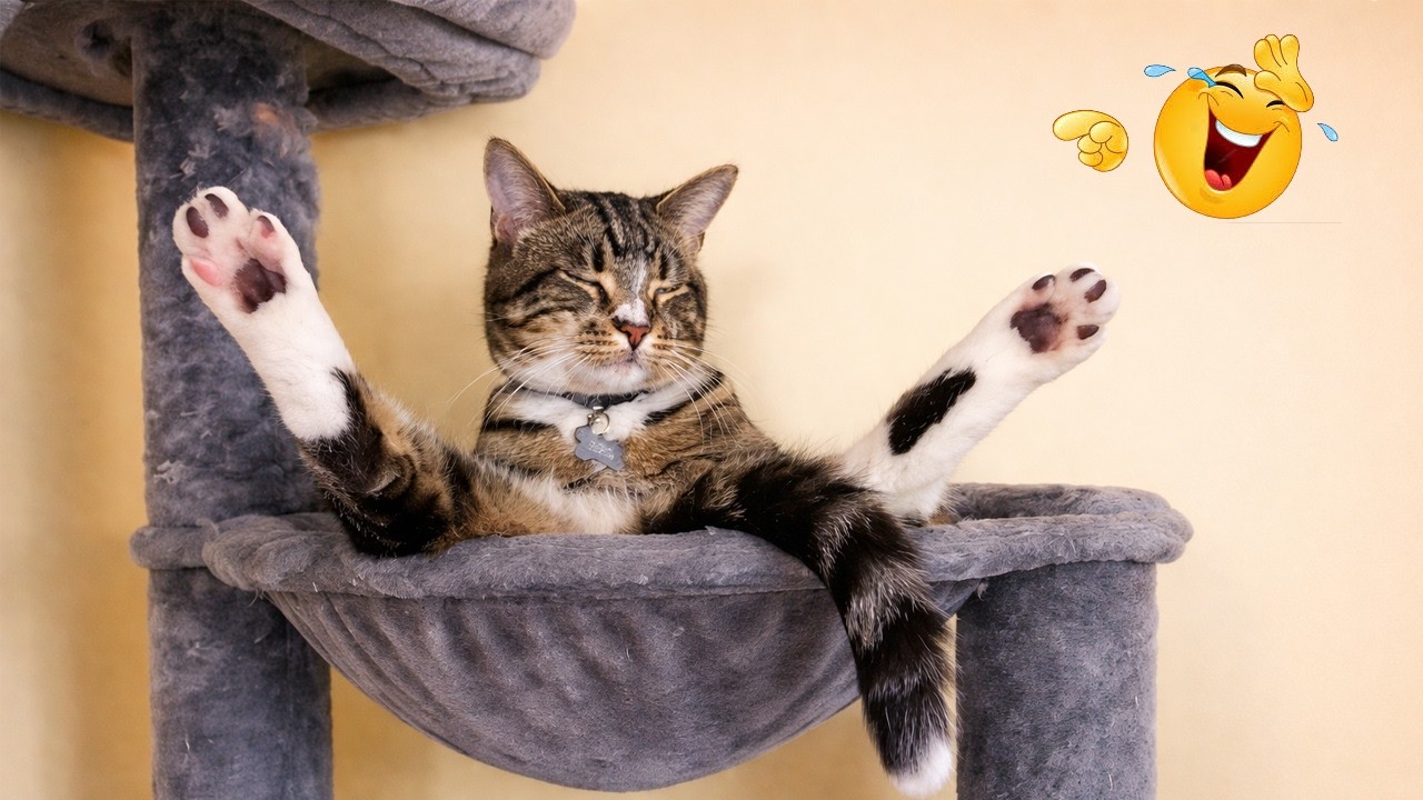 You Laugh You Lose 😂😹 | Ultimate Funny Cat Compilation