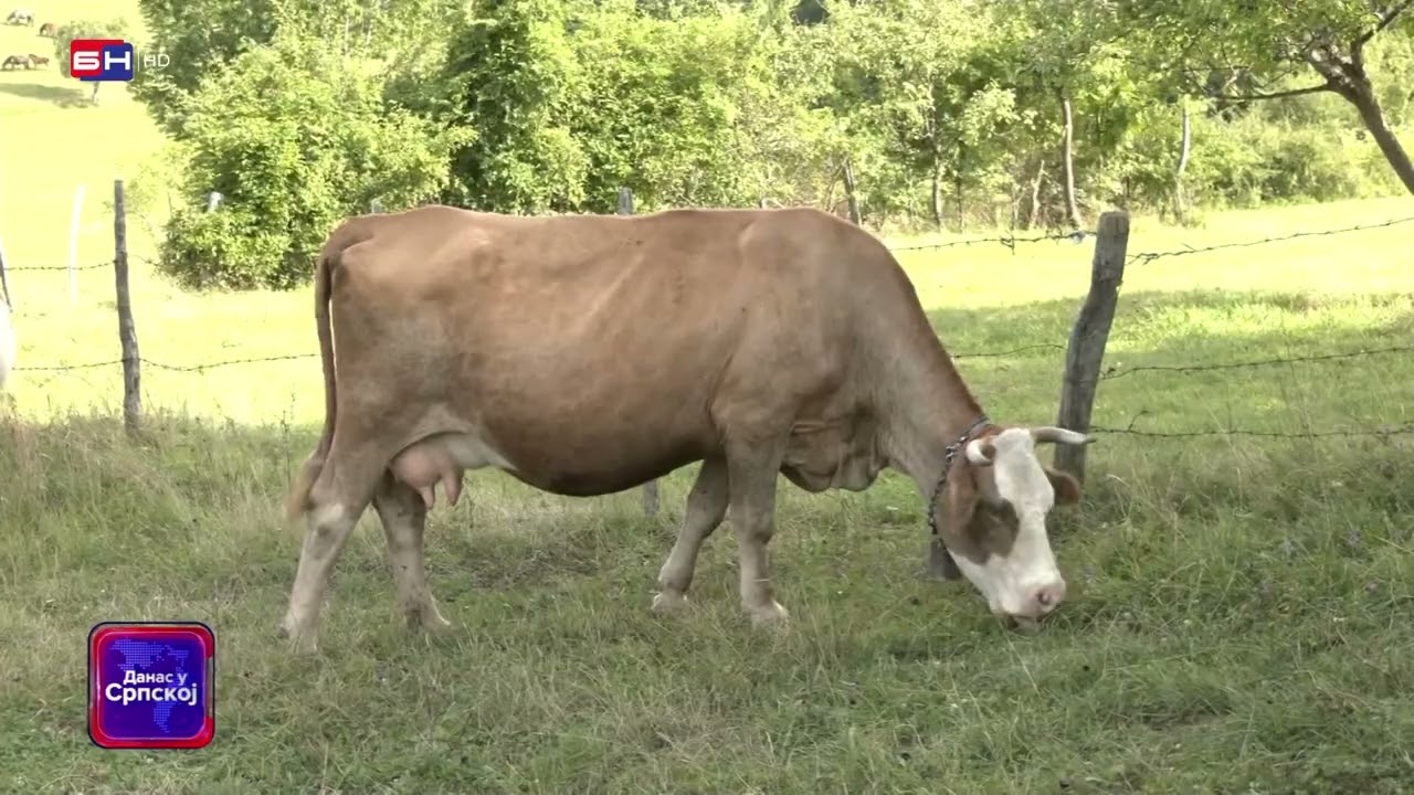 75-godišnji Jovan Markanović iz Kozila, nadomak Šipova, još uvijek je aktivni pastir