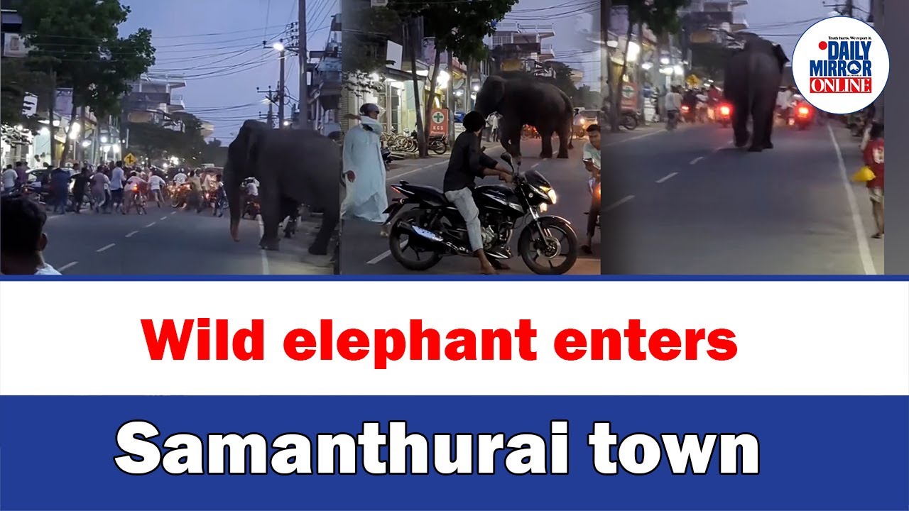Wild elephant enters Samanthurai town