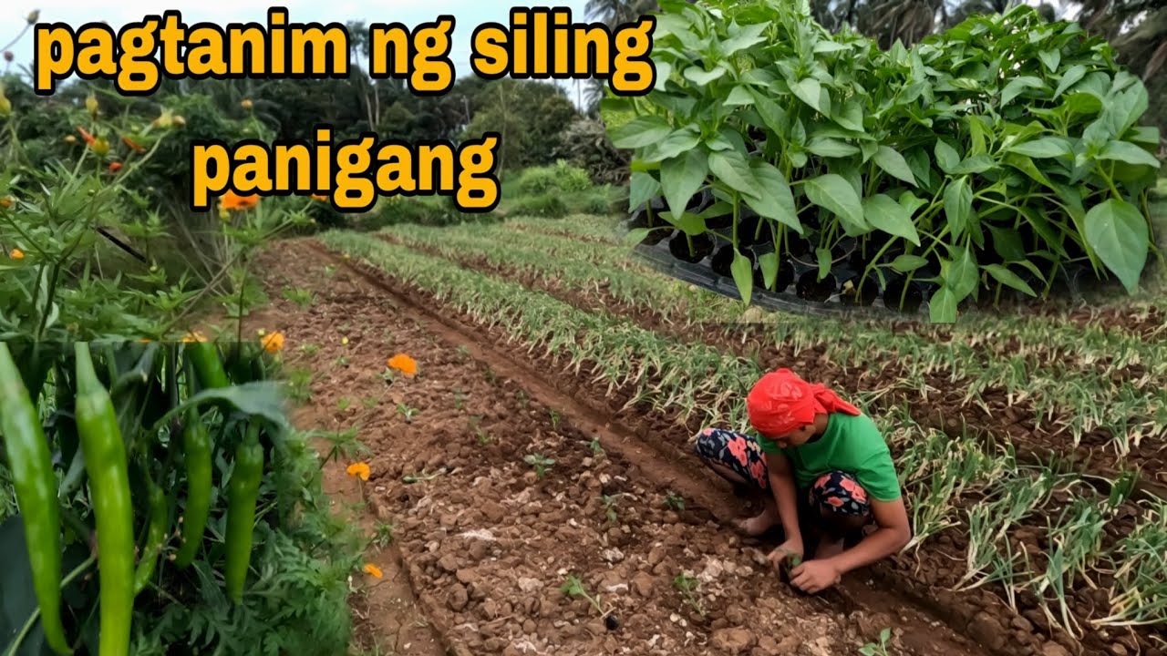 Pagtanim ng sili panigang
