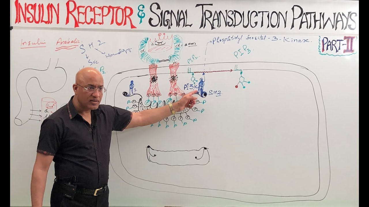 Insulin Receptors and Signal Transduction Pathways🩺