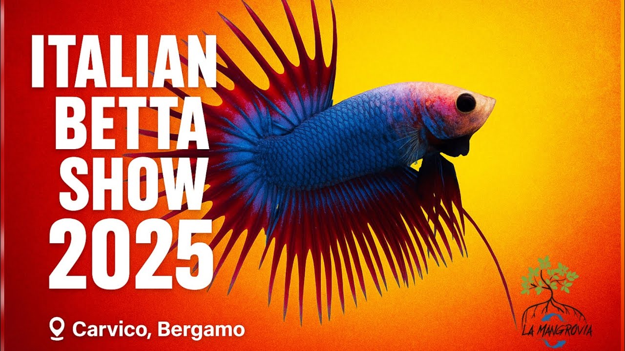 Lo Show dei Pesci Combattenti più belli d’Europa (e non solo)🐠 | Italian Betta Show 2025