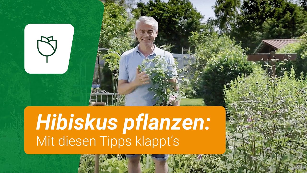 Hibiskus richtig pflanzen: So klappt's