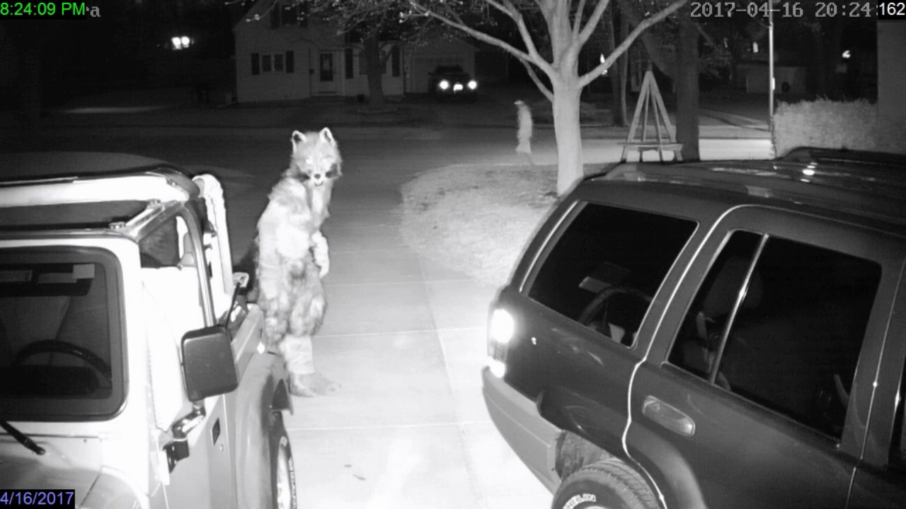 Suburban Werewolf Terrifies Local Pedestrian