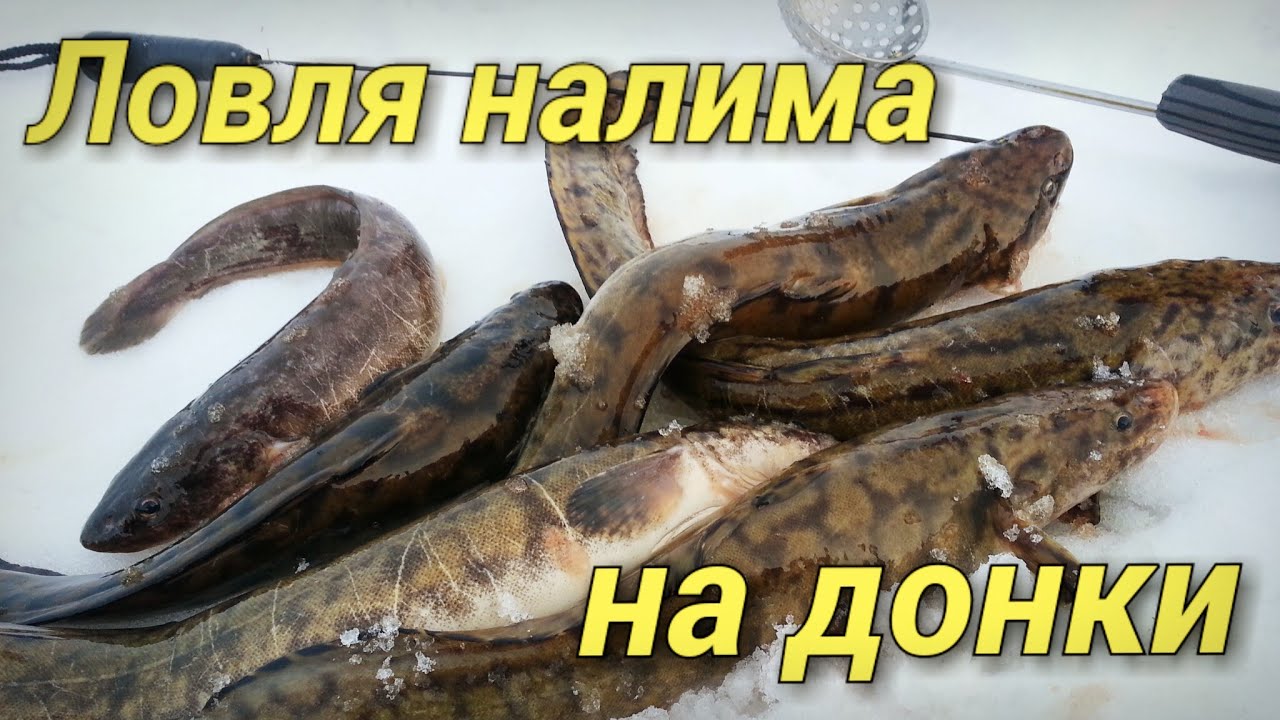 Ловля налима зимой на донную снасть.Рыбалка.Fishing