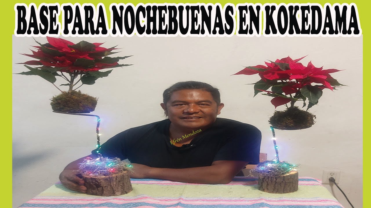 Base para flor de nochebuena en kokedama. Una excelente propuesta para esta temporada navideña