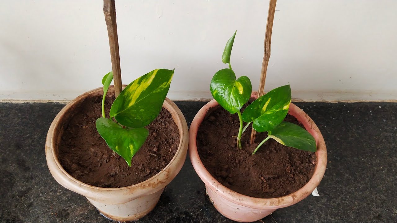 money plant ki cutting मनी प्लांट की कटिंग लगाने का आसान तरीका money plant ki cutting kaise lagaye.