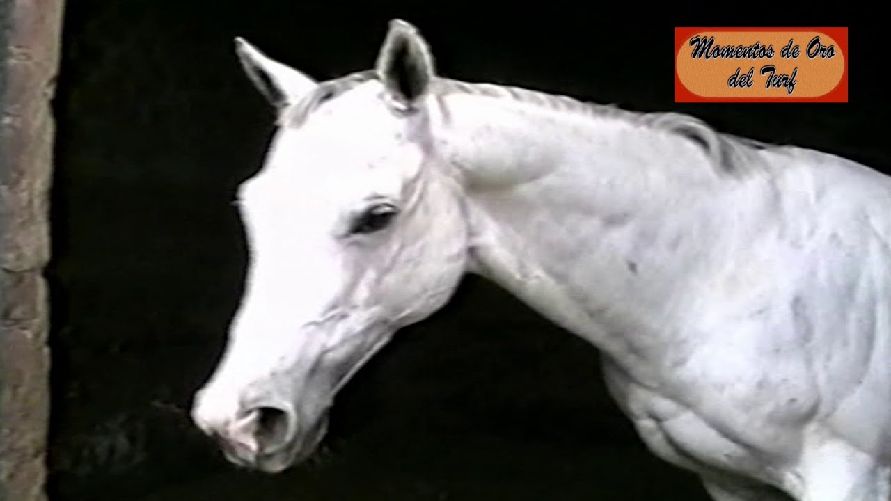 Momentos de Oro del Turf - Caballos del Recuerdo por campañas y triunfos