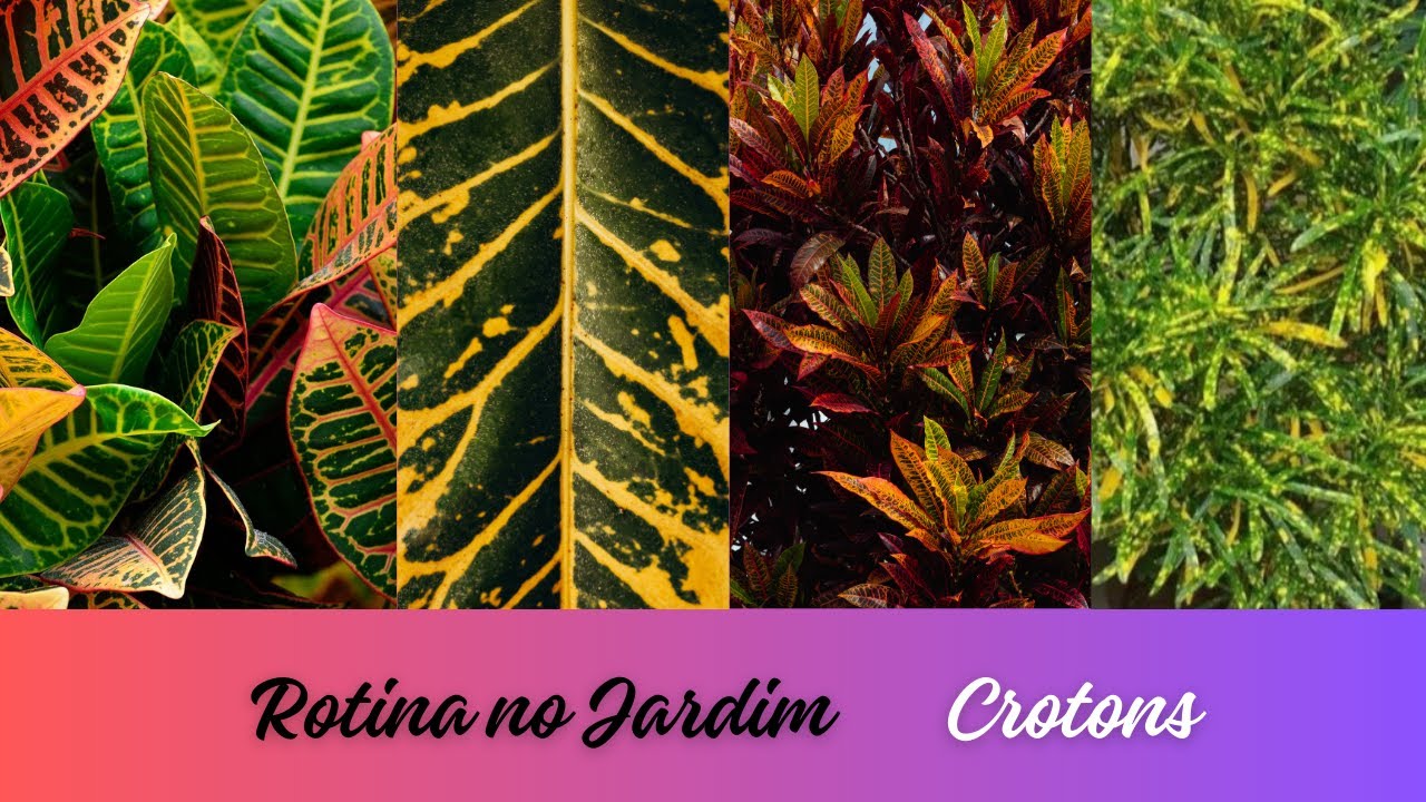 Rotina no Jardim | Dia dos Crotons | Americano, brasileirinho e outros |  Podas, mudas e afins...