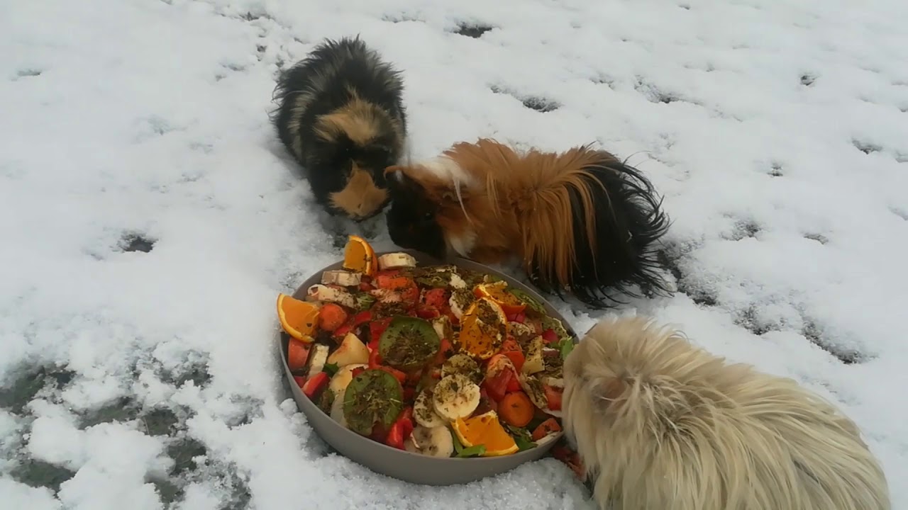 Hiver 2018, Cochons d'inde dans la neige l'hiver, cochon d'inde dehors dans la neige.