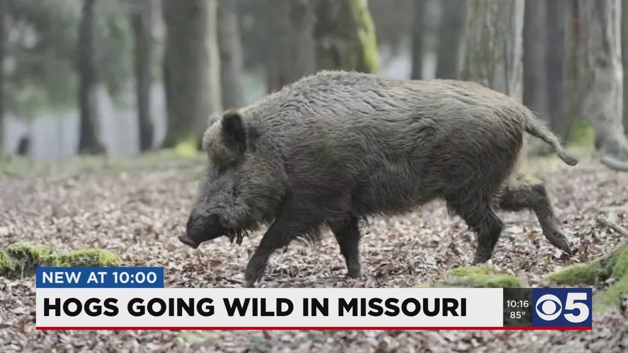 Feral hogs threaten Missouri landowners as agents ask for help with problem
