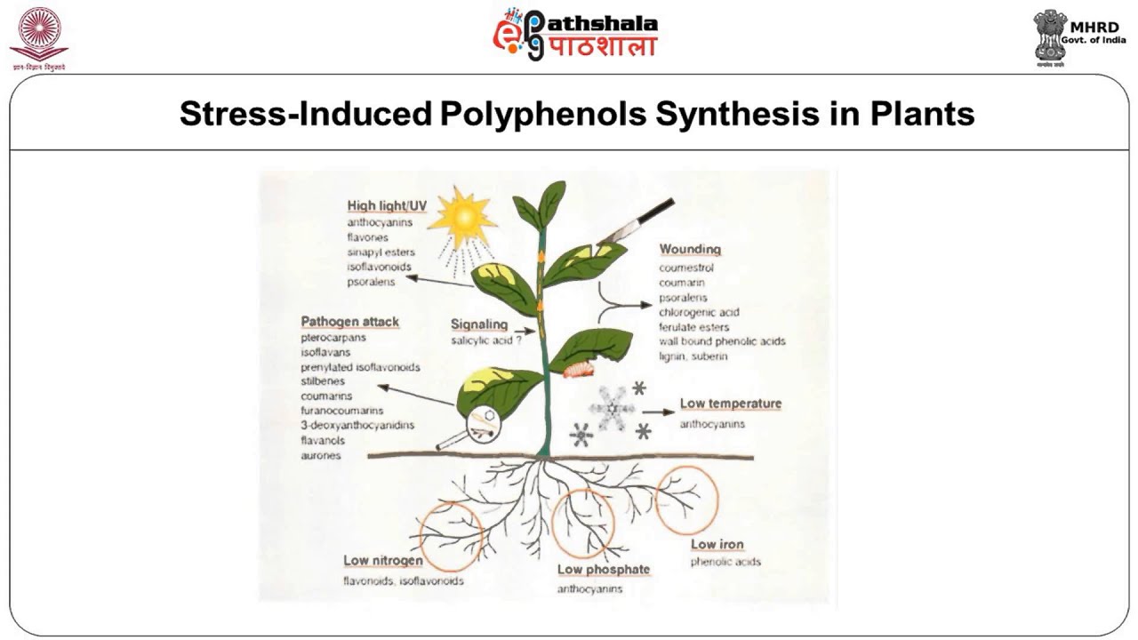 Phenolic Compounds –Flavonoids –flavones and flavonols