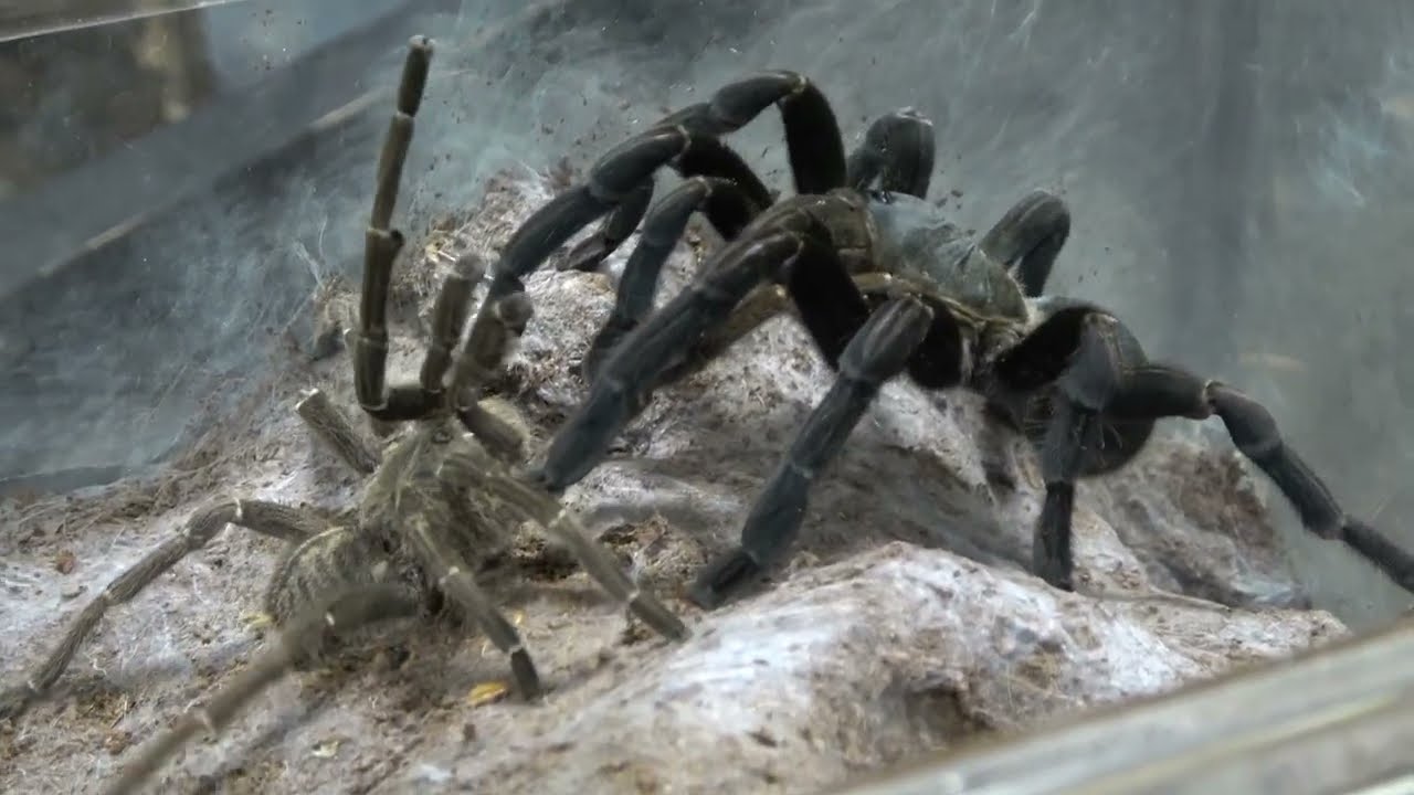 Спаривание Cyriopagopoeus minax