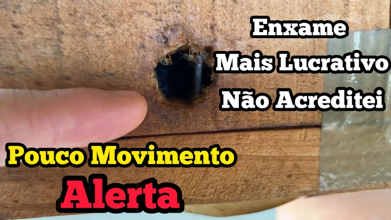 SE SUA ABELHA ESTÁ COM POUCO MOVIMENTO NO BICO FIQUE ALERTA…‼️‼️