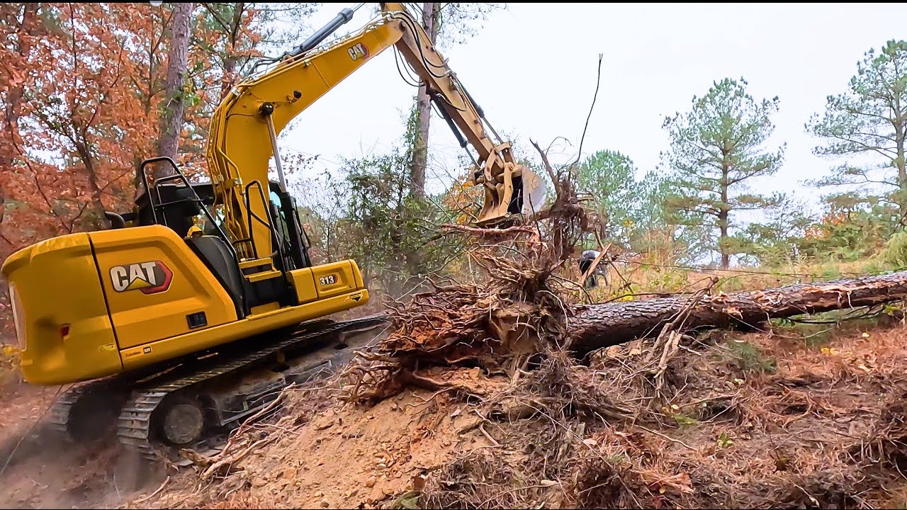 MONSTER TREES FOR BREAKFAST… NO MATCH FOR THE CAT 313