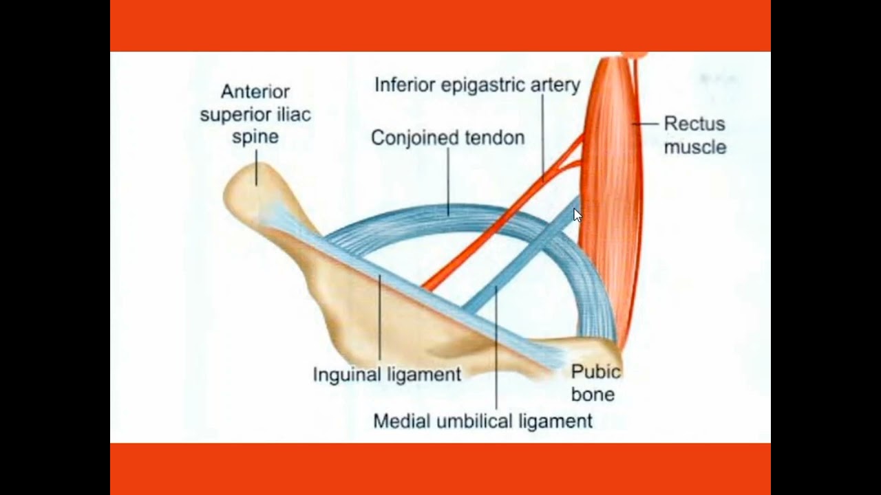 Inguinal triangle (Hesselbach's triangle).