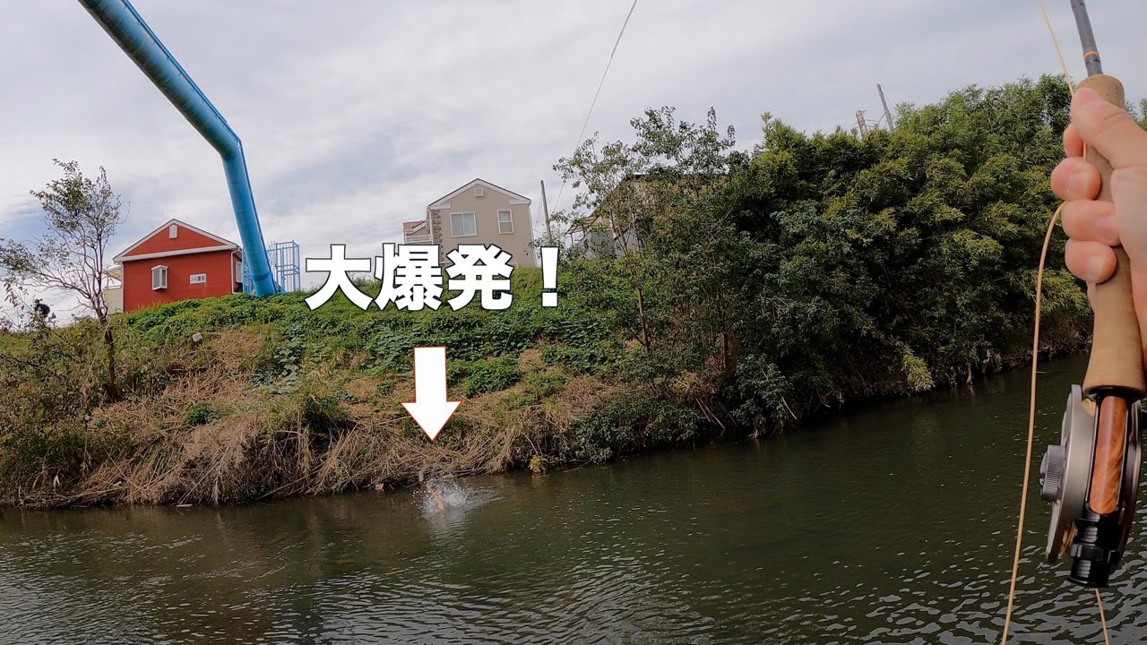 【Carp】市街地の大物を根こそぎ釣る方法