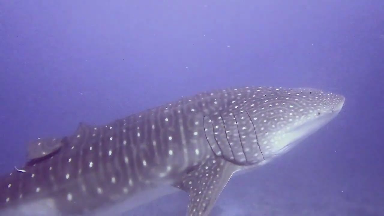 Enormous female Whale Shark - Vilingili Kandu, Huvadhoo Atoll, Deep South of Maldives