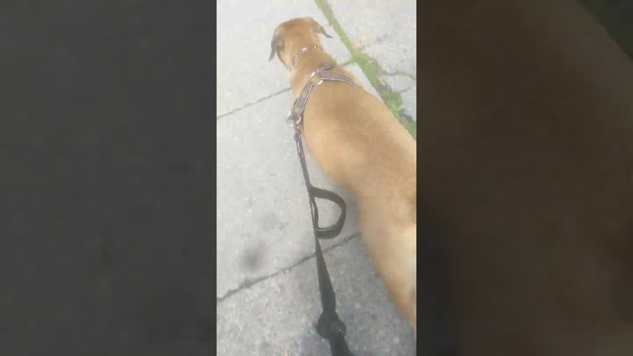 🚶‍♂️walk with a poop 💩 at the end 🔚
