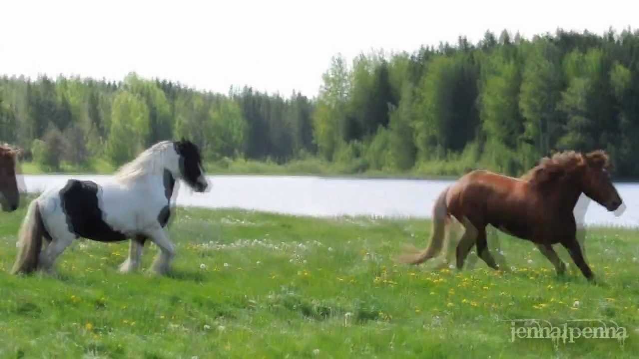 Orivarsojen laitumellelasku Miehikk&auml;l&auml;ss&auml; 2011