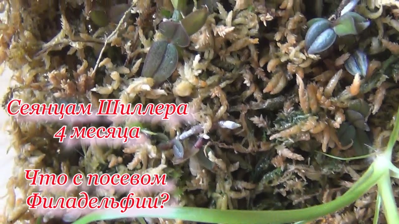 Сеянцы фаленопсиса Шиллериана. Им 4 месяца. Что с семенами Филадельфии? Фласка Шиллерианы