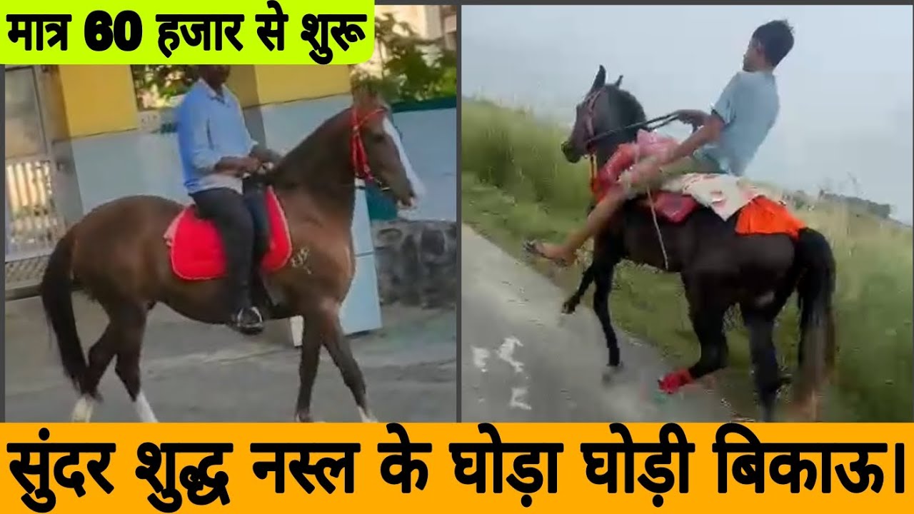 2 beautiful pure breed ke ghoda ghodi bikau. starting price only 60,000.#crazyhorsedeewane #horse