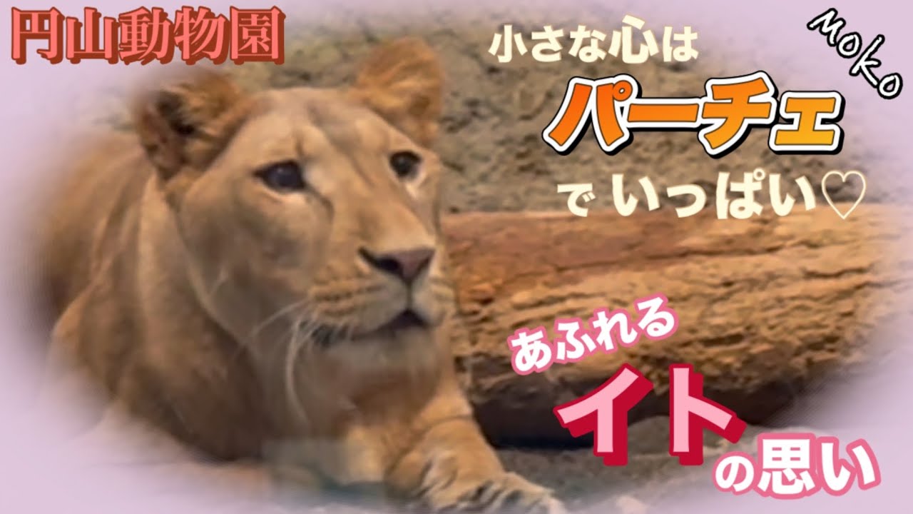 2025♡【イト】の思い♡小さな心は【パーチェ】でいっぱい〜🦁
