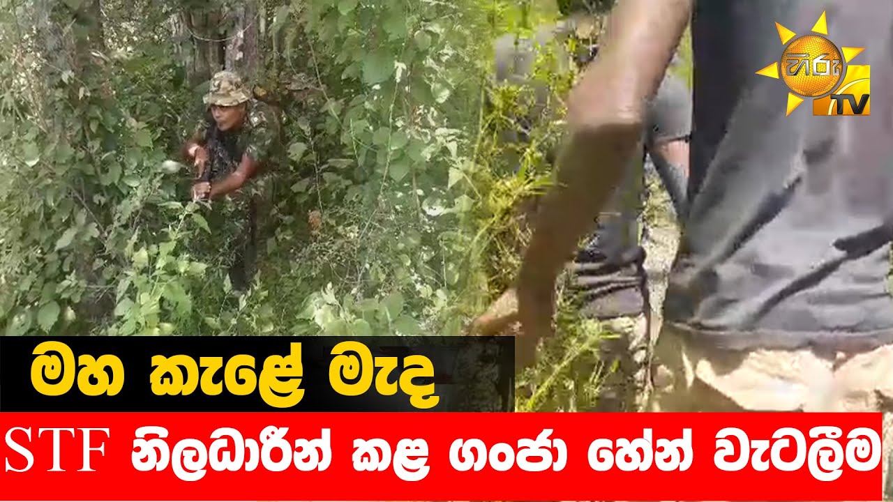 මහ කැළේ මැද STF නිලධාරීන් කළ ගංජා හේන් වැටලීම - Hiru News