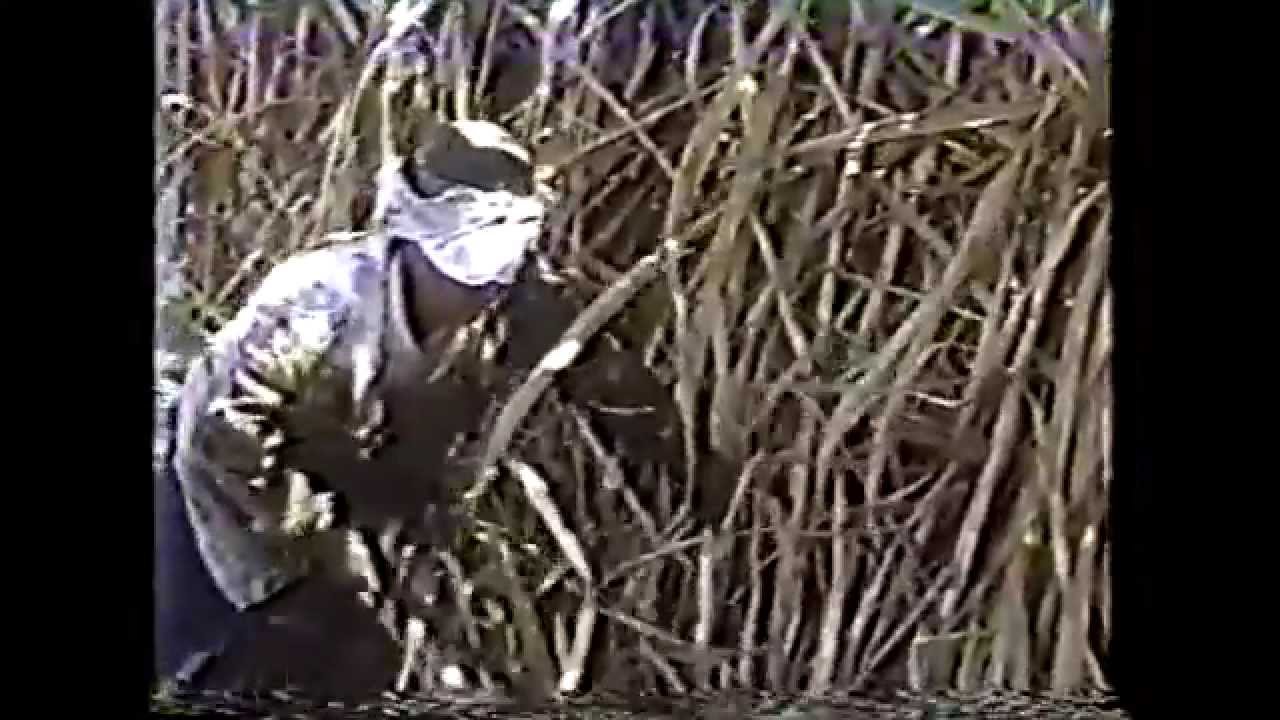 Mecanização chega à cana e começa desemprego entre os boias-frias