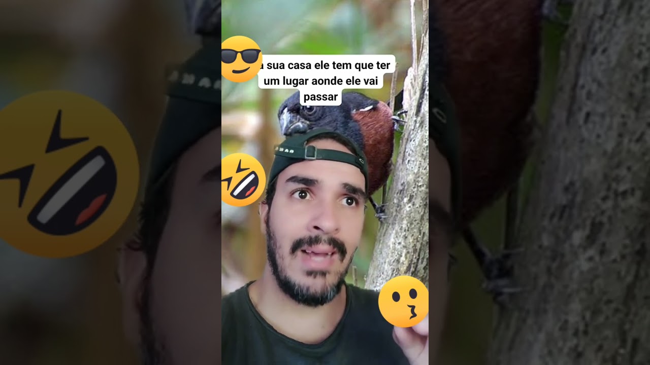 5 dicas para foguear seu curi&oacute; mais r&aacute;pido / Sporophila angolensis / Chestnut bellied Seed Finch