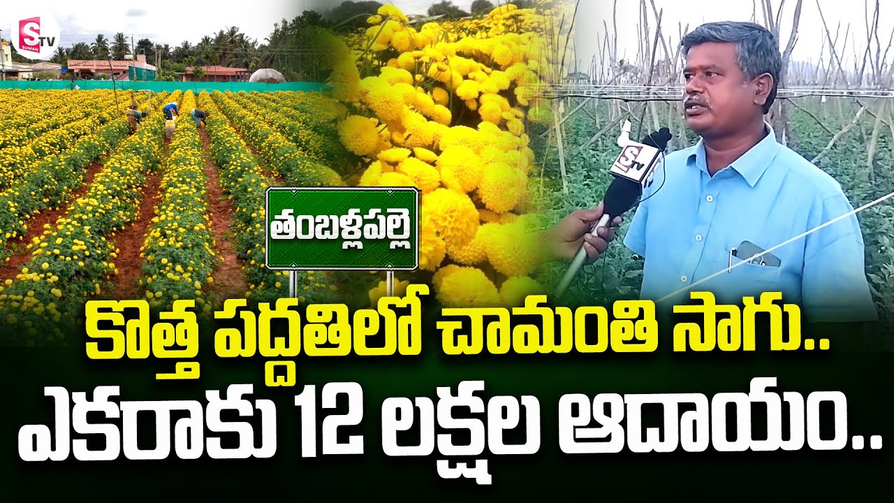 ఎకరాకు 12 లక్షల ఆదాయం..| Chamanthi Flower Farming | SumanTV