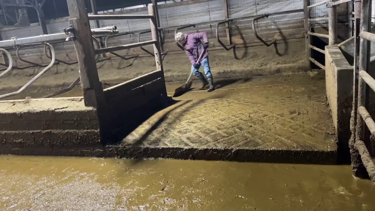Mira cómo es trabajar en lechería en Nueva York