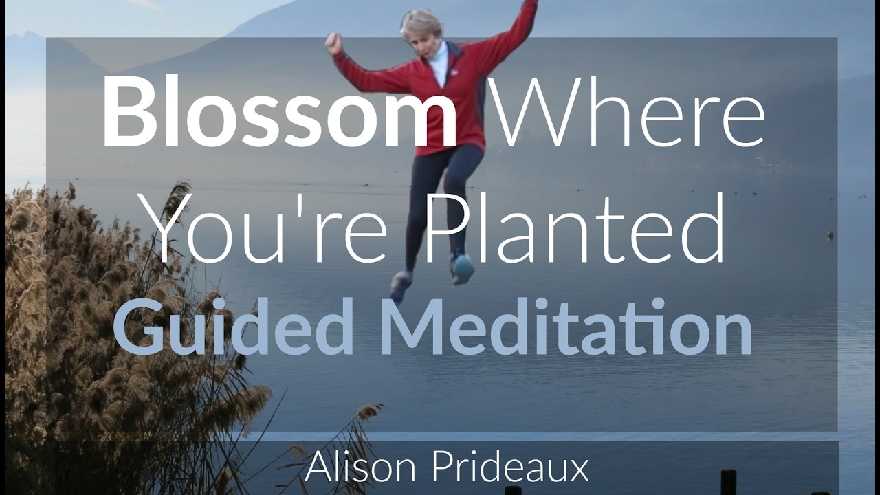 Blossom Where You're Planted | blog and guided meditation by Alison Prideaux