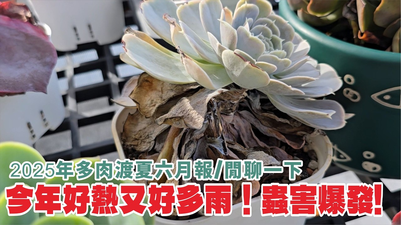 2025多肉植物渡夏月／六月報，夏至又來了，我的每個週末都在幹嗎？你跟葉蟎蟲害菌害戰鬥還是和平相處？！#succulent #echeveria #多肉植物 #plants #vlog